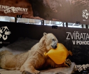 ENRICHMENT – ZVÍŘATA V POHODĚ