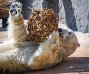 zoo praha Lze pomoci adopcí či sponzoringem zvířat