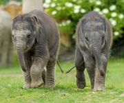 OHROMNÉ ZTRÁTY, ALE I NOVÁ EXPOZICE A SKVĚLÁ MLÁĎATA, TAKOVÝ BYL V ZOO PRAHA ROK 2020