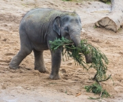 Zvířata v Zoo Praha ochutnala vánoční strom ze Staroměstského náměstí