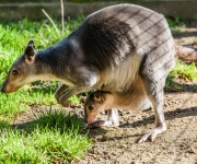 V Zoo Praha jsou kapsy plné klokanů