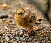 Tučňáci, vzácná selata i v přírodě vyhynulí bažanti. Jarní Zoo Praha je plná mláďat