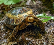 Zoo Praha představuje zvířecí sirotky