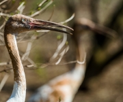 Zoo Praha získala nejohroženější jeřáby na světě