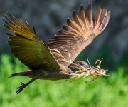 V Zoo Praha vzniká gigantické hnízdo