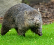 Zoo Praha představila vombatí samici Winkleigh