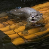 ENVIRONMENTÁLNÍ ENRICHMENT