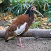 IBIS MADAGASKARSKÝ