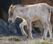 Mongolský prezident pojmenoval klisnu koně Převalského v Zoo Praha