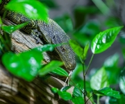 Zoo Praha obydleli varani Salvadoriovi