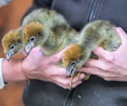 Zoo Praha odchovala čáji obojkové