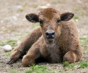 Jiří Prskavec udělil jméno zachráněnému mláděti zubra v Zoo Praha