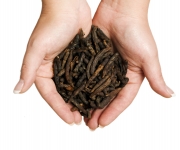 Na bolesti zad, kloubů i stres pomůže krém s habešským pepřem