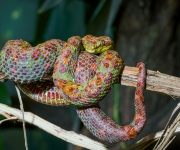 V Zoo Praha jsou k vidění různobarevná mláďata jedovatých křovinářů