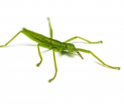 Zoo Praha rozmnožila kriticky ohroženou strašilku humří