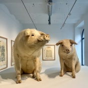 TETOVANÁ A PREPAROVANÁ PRASÁTKA